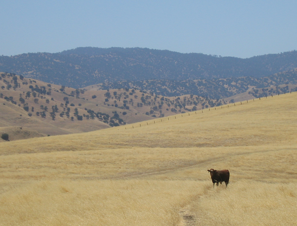 McDonald Bogetti Preserve