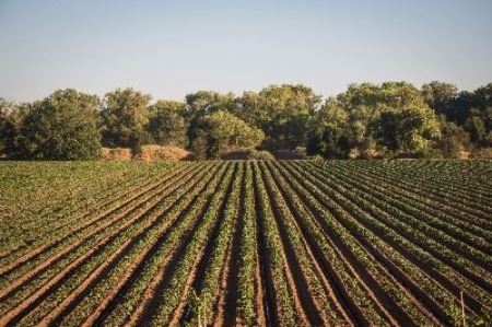 Image of Agricultural land in San Joaquin County